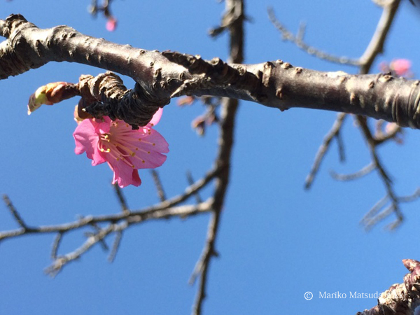 150205_matsuda001