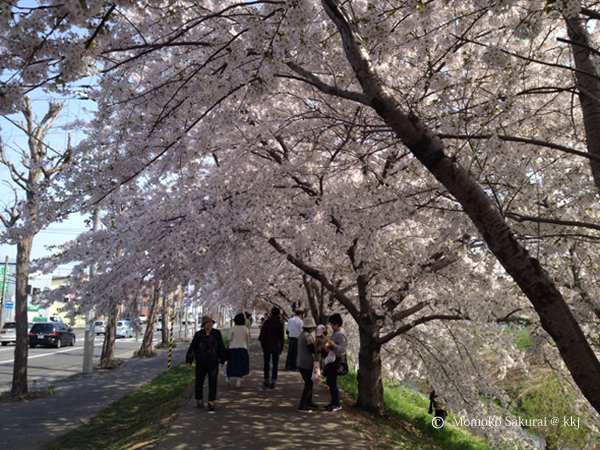札幌市新川通りの桜並木