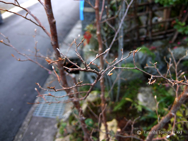 シャラの芽が春を待ち構えています。