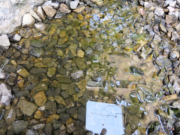 池のメダカは小石の間に隠れています。
