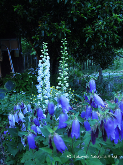 写真2 涼を感じるブルー系の宿根草