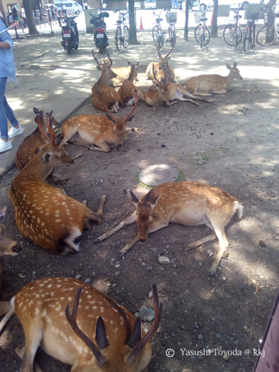 奈良公園の鹿も木陰でひと休み。