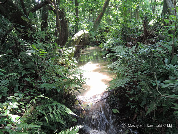 杉沢の沢スギ(入善町吉原地内)