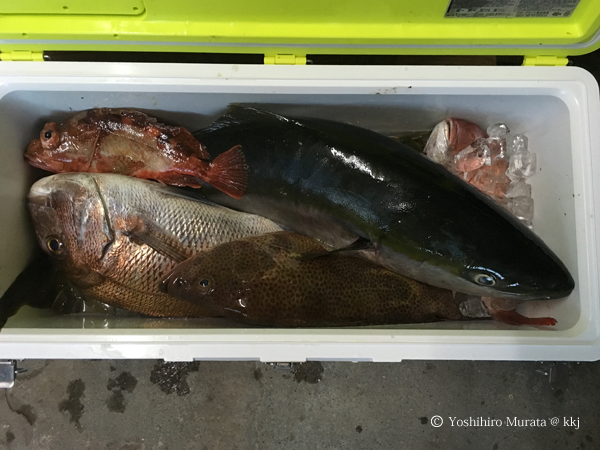 今年の夏の釣果。早朝の釣りが多いですが、カヤックでポイントを巡ると、タイ、ハマチ、ハタが釣れます。