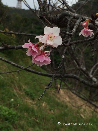 昨年12月に開花した桜