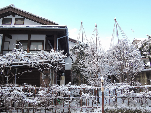 1月中旬になり漸く雪が降りました「雪つり」がきれいです