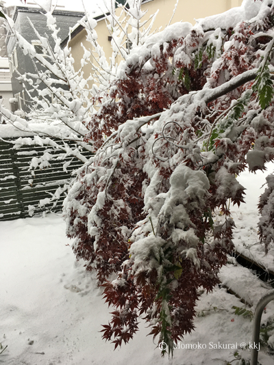 11/6 の朝 重たい雪に玄関先のノムラモミジがかわいそうなことに 折れてしまった枝もありました